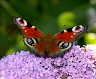 Schmetterling u. co53